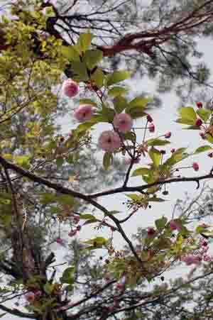 おおた桜 新種桜開花