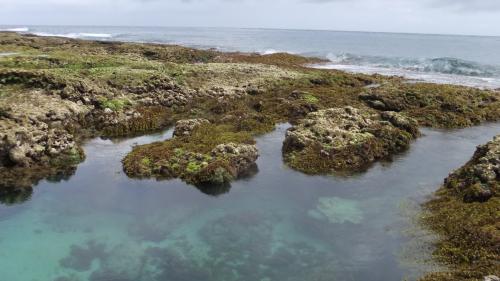 サンゴ礁の海は青くて透き通っている