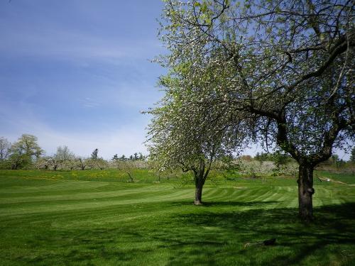 りんごとたんぽぽ