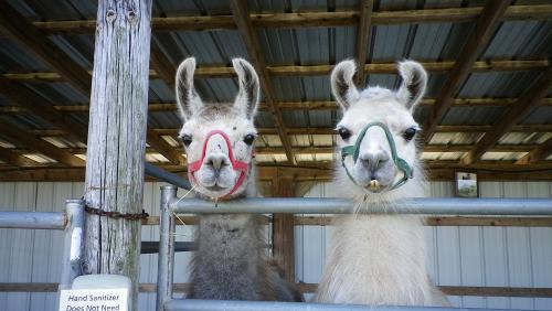 アルパカ2