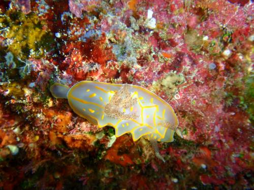 キスジカンテンウミウシ