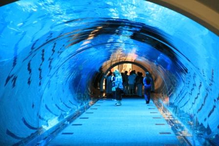 ドバイ水族館トンネル
