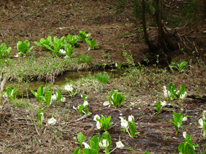 大窪池の水芭蕉
