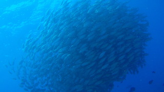 サイパンダイビング