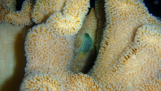 サイパンダイビング