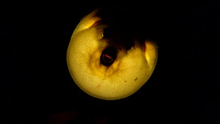 サイパンダイビング