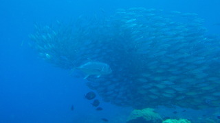 サイパンダイビング