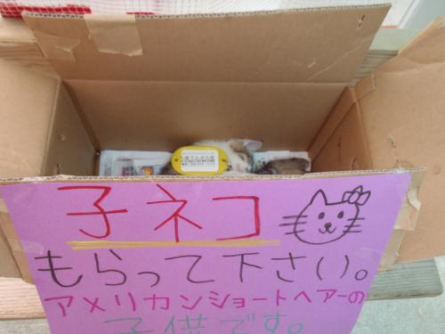 天ぷら屋さんにて