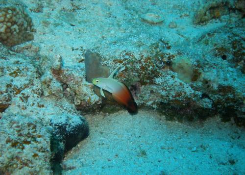 ハタタテハゼ。