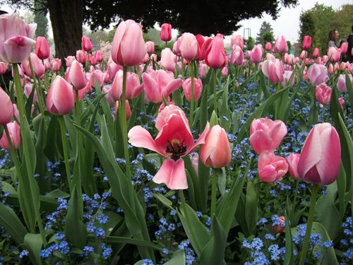 クロード・モネのジヴェルニー014