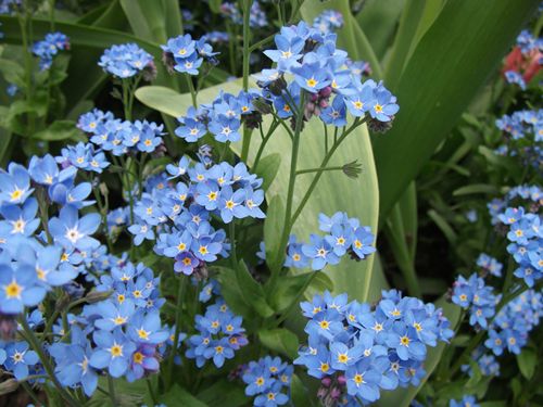 クロード・モネのジヴェルニー015