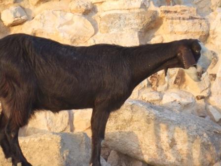 ヤギ