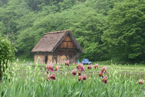 合掌小屋＆花