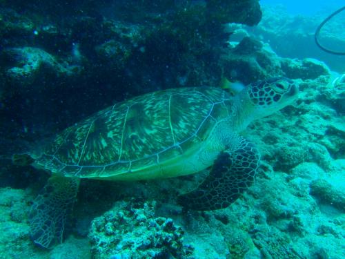 寝起きのウミガメ