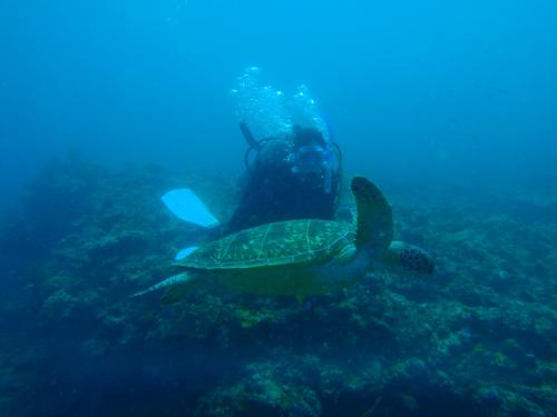 カメさんとランデブー