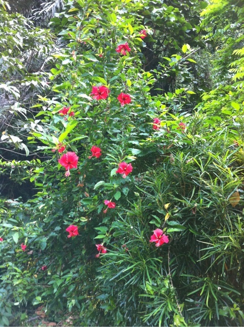 引き続きマカッサル