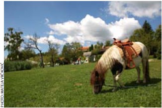 羊と一緒にストレス解消1