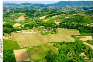 羊と一緒にストレス解消2