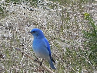 bluebird