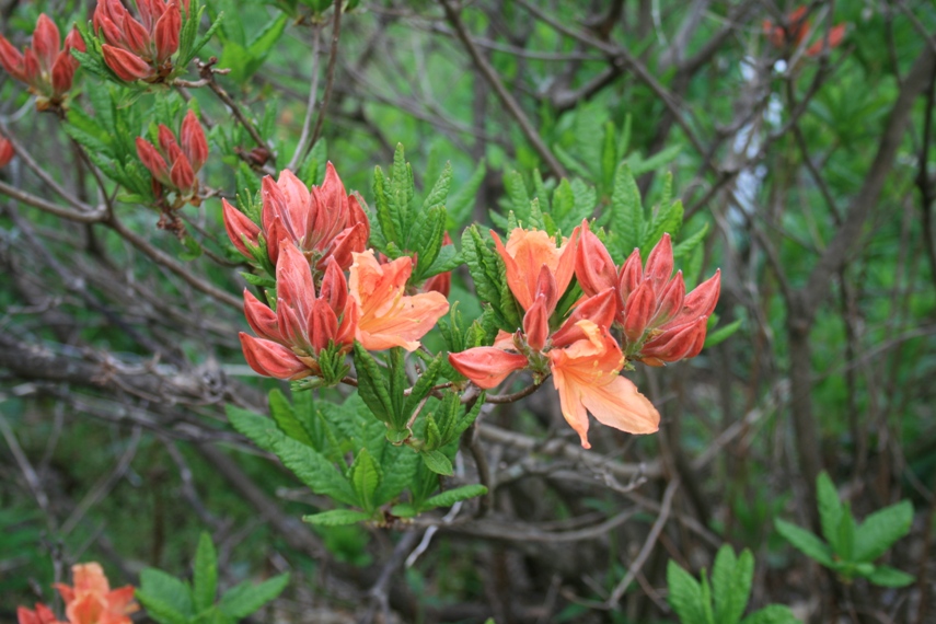 白樺高原のレンゲツツジ003