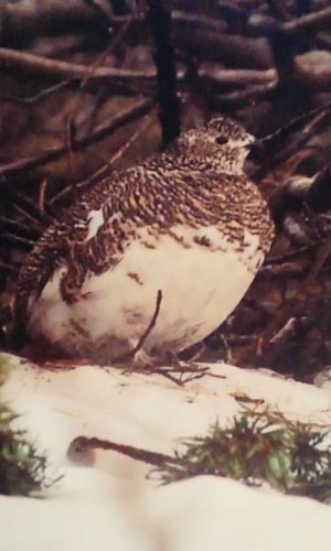 ハクサン ライチョウ