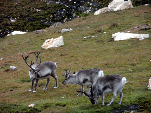 トナカイなど野生動物の宝庫