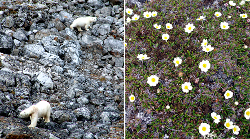 スバールバル諸島は希少な動植物の宝庫