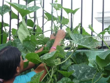 ファルシコモンタ １