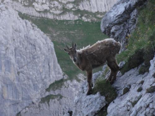 トムリスホルンへの道若い鹿