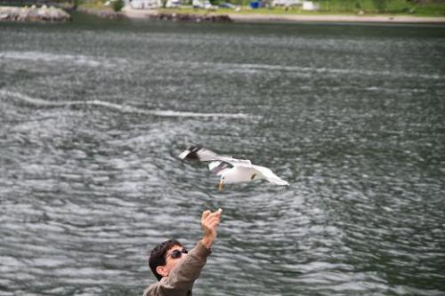 カモメと至近距離