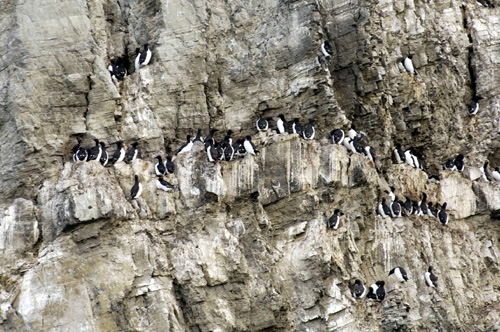 フヨルドの崖に住む鳥たち