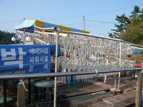 イカ、ならんでる。