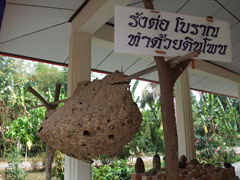 ワットバーンマイ