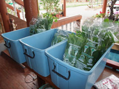 クルアハイドー