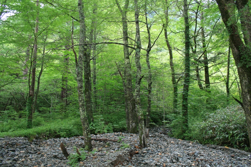 大正池〜河童橋〜明神池007