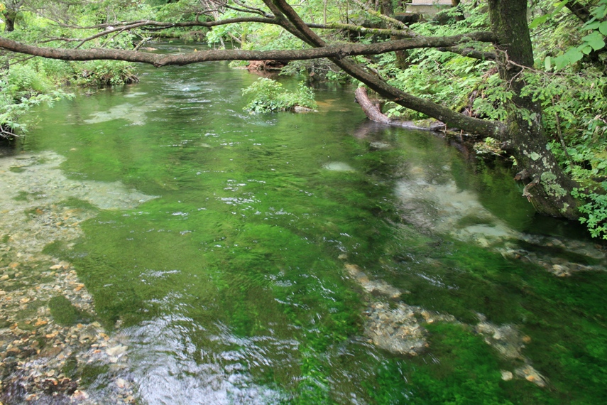 大正池〜河童橋〜明神池022
