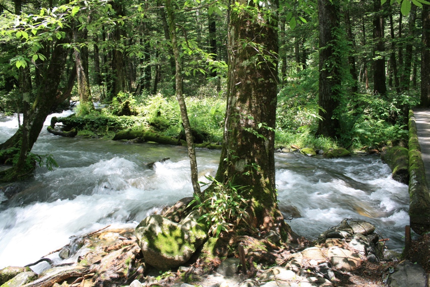 大正池〜河童橋〜明神池047