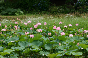 蓮の花