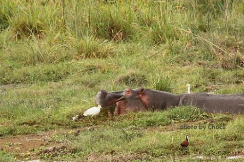 オロケニア湿原