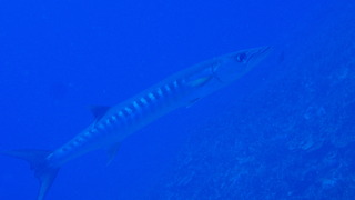 サイパンダイビング