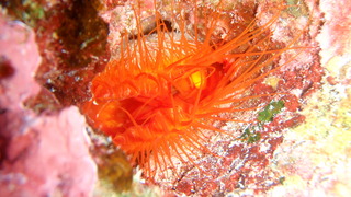 サイパンダイビング