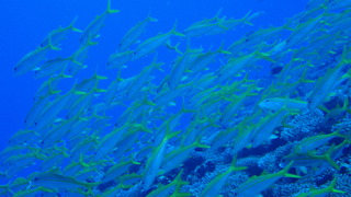 サイパンダイビング