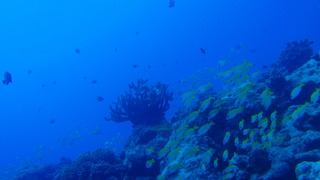 サイパンダイビング