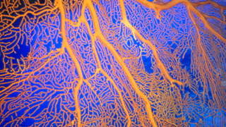 サイパンダイビング