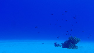 サイパンダイビング