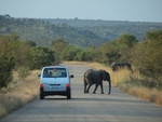 道路を横切る象