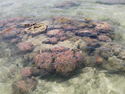 水曜どうでしょう