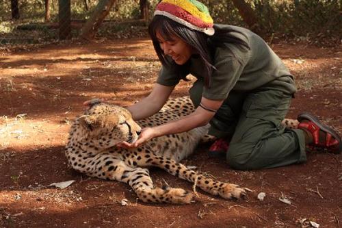 チーターの檻の中