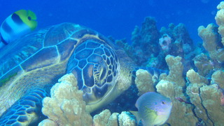 サイパンダイビング