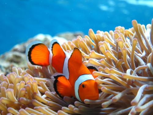 カクレクマノミ